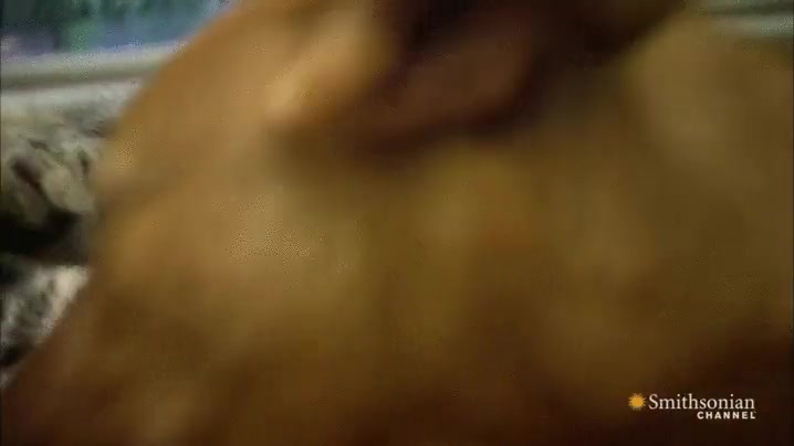 leopardo,nieves,perro,jugar,morderse,en unos meses no podr&aacute;n seguir jugando