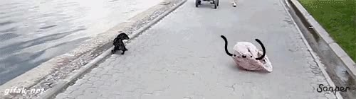 perro,cachorro,bolsa,patas,brazos,ojos,atacar,al agua