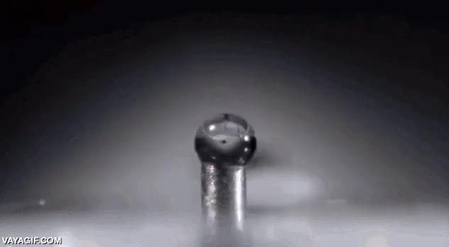 gota,agua,beber,hormiga,macro