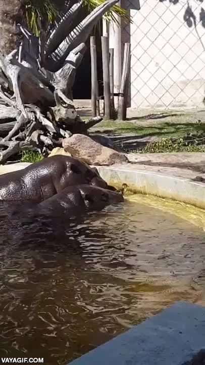 ayudar,pato,hipopotamo,no puede salir,empujar,sacar,patito