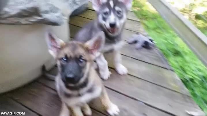 perro,perritos,cachorros,saludar,preciosos