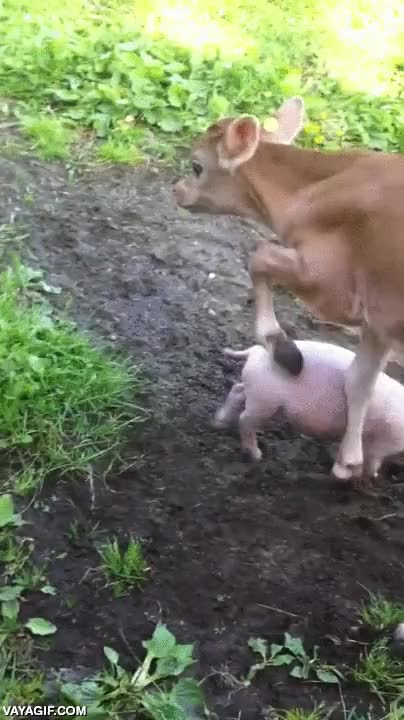 cerdo,cerdito,vaca,vaquita,granja