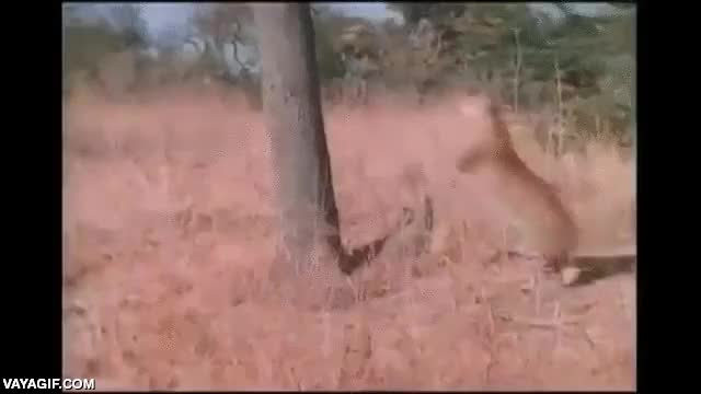 escalar,velocidad,agilidad,leopardo,te come antes de que toques la primera rama