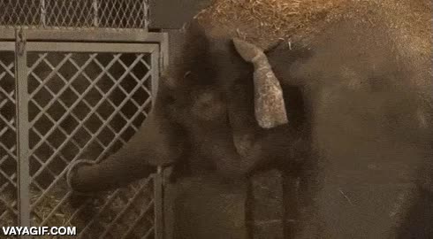 pobrecito,elefante,elefantito,bebe,cria,caer,de espaldas