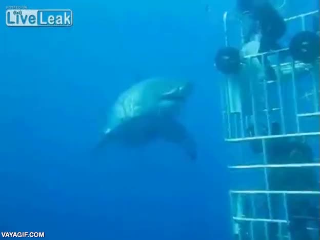 tres metros o m&aacute;s,gran tiburon blanco,est&aacute; fond&oacute;n,maquina de matar,buceadores,submarinistas,oh&uacute; qu&eacute; miedo,tiburon