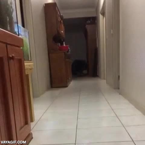 ovejita,saltitos,pasillo,alegria,oveja