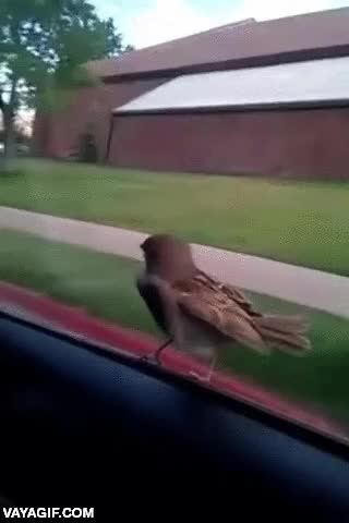 surfista,pajaro,gorrion,ventanilla,coche,velocidad