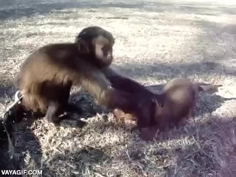 abrazo,abrazarse,mono,perro,perrito,cachorro,cr&iacute;a