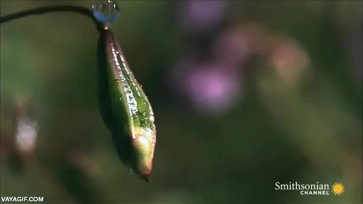 Enlace a Planta cuyos frutos explotan al notar el mínimo contacto