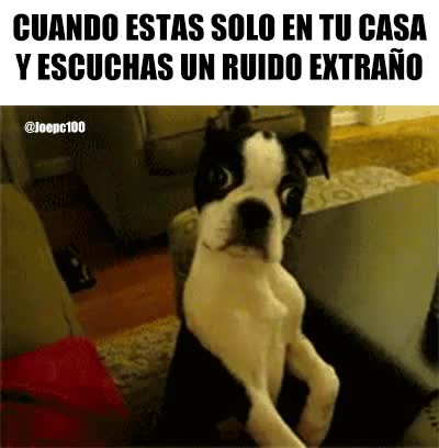 Perro,oir,asustarse,escuchar,ruido,solo en casa