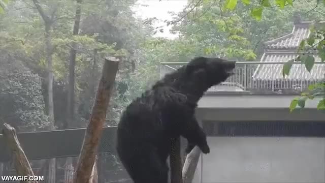 oso,lengua,arbol,buscar,recoger