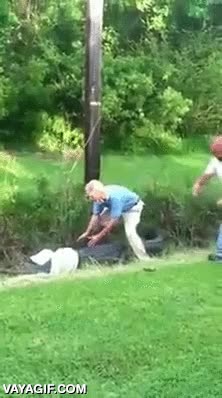 cocodrilo,caiman,se&ntilde;or mayor,intentar atrapar,aun tuvo suerte,pudo acabar peor