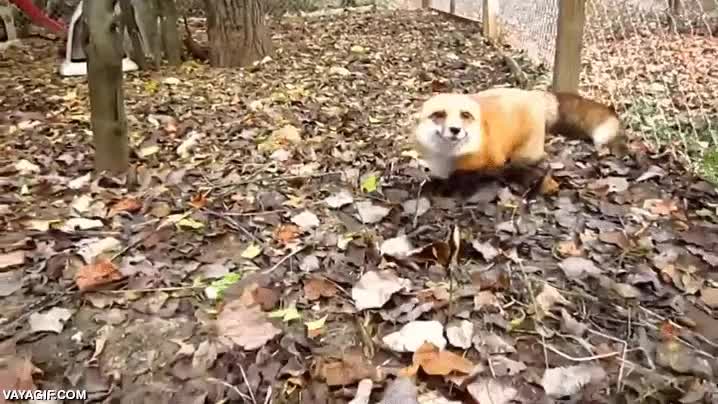 animal de compa&ntilde;&iacute;a,mascota,zorro,jugueton,dejarse acariciar,no muerde,no hace fuerza,es su manera de jugar