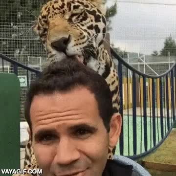 pantera,leon,jaguar,lengua,peinado