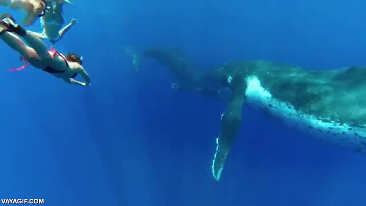 nadar,ballena,ballena jorobada,submarinistas,buceadoras