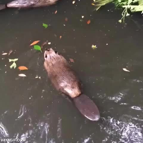 nataci&oacute;n,sincronizada,do a barrel roll,castor,castores