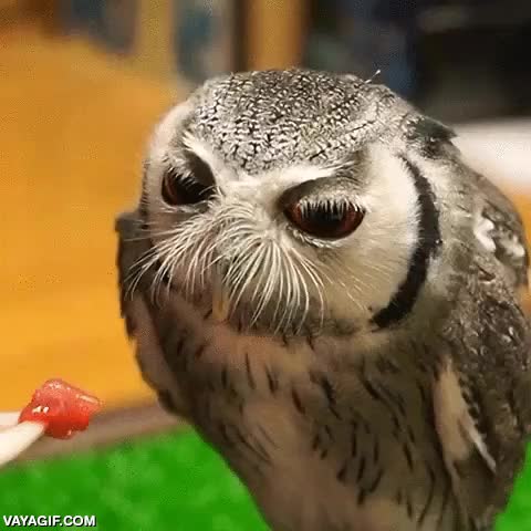 buho,lechuza,comer,carne cruda,gustillo,con los ojos cerrados