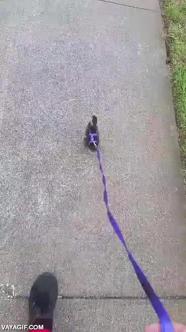 paseo,mascota,pato,correa