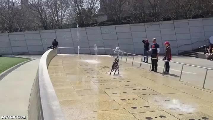 perro,saltar,fuente,alegr&iacute;a,pelea