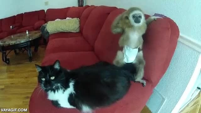 mono,gato,molestar,pesado,rascar