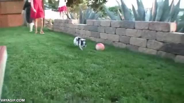 cerdo,cerdito vietnamita,correr,alterado,euforia,como cualquier perro