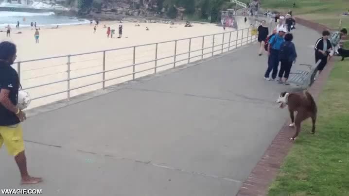 perro,chico,toques,al vuelo,pasar,jugar,dupla