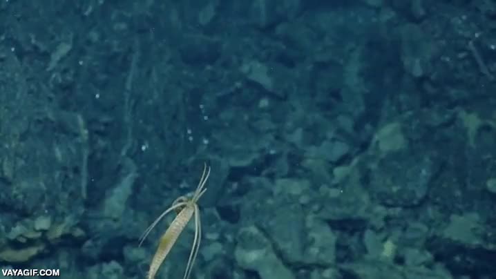 galapagos,islas,especie de gamba con aletas,tal vez un gasteropodo,insecto