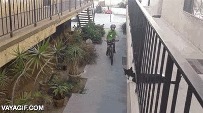 gato,chocar,high five,los cinco,bicicleta,balcon