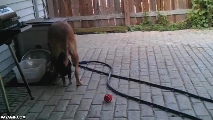 perro,cerdo,caminar,debajo,sombra,refugio