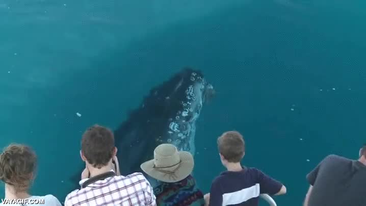 ballena,ballenas,observacion,barco,es raro que se acerquen tanto,dejarse ver,les dar&aacute;n comida o algo