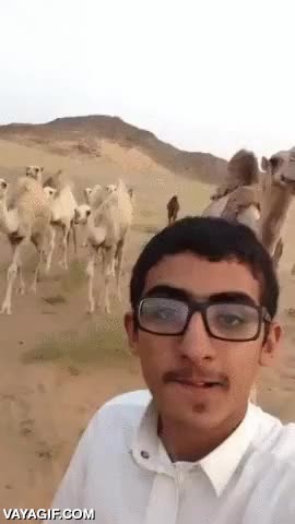 selfie,dromedario,vaya viaje,adios gafas,patada,desierto,movil