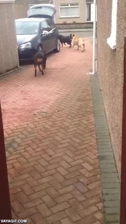 perro,ayuda,bolsas de la compra