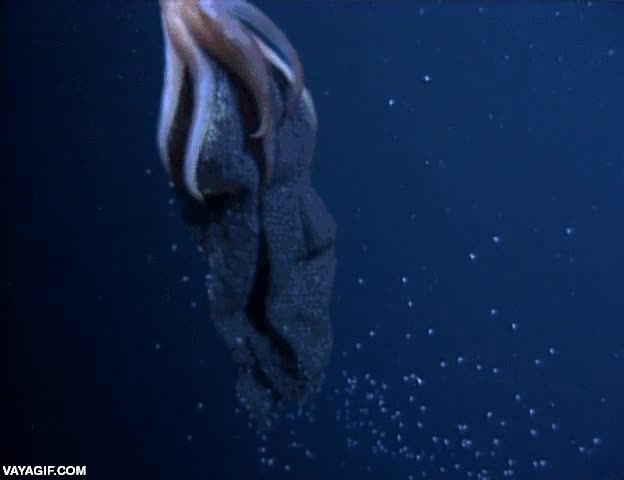 Enlace a Calamar gigante dando a luz bajo el agua