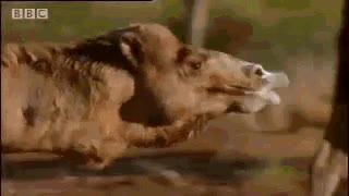 camello,labios,correr