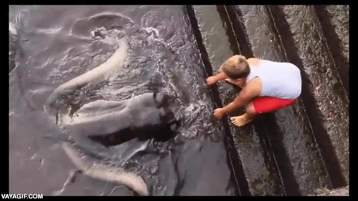 mantarraya,compis,bffs,caricias