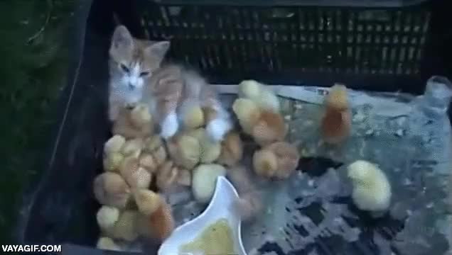 gatos,pollitos,pollos