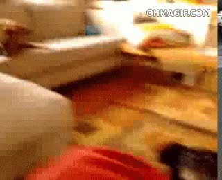 perro,cojinazo,chafardero