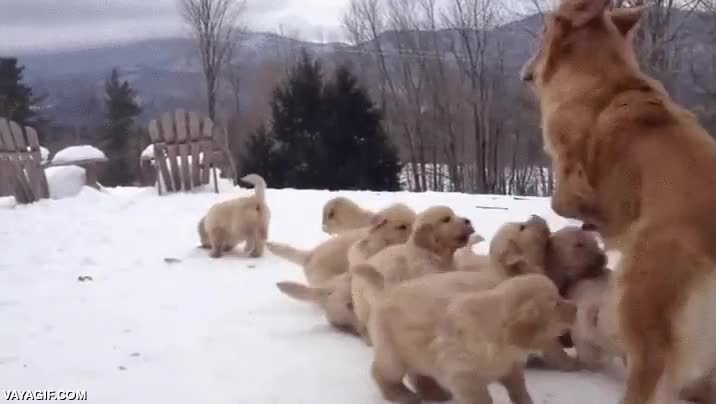 golden,perros,jugar,juguetones,cachorros