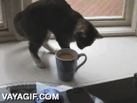 olor,oler,enterrar,gato,cafe,es normal que relacione olores