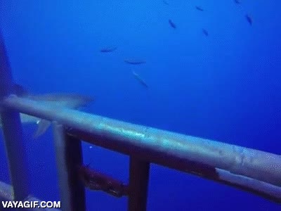 jaula,tibur&oacute;n,susto,intruso