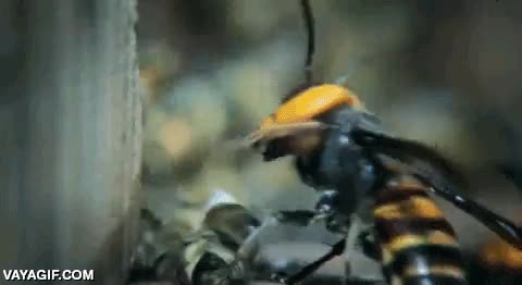 ayudar,familia,hermana,abeja,salvar,ataque