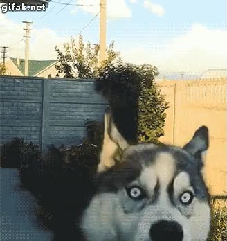 husky,ojazos,saltar,mascota,loco