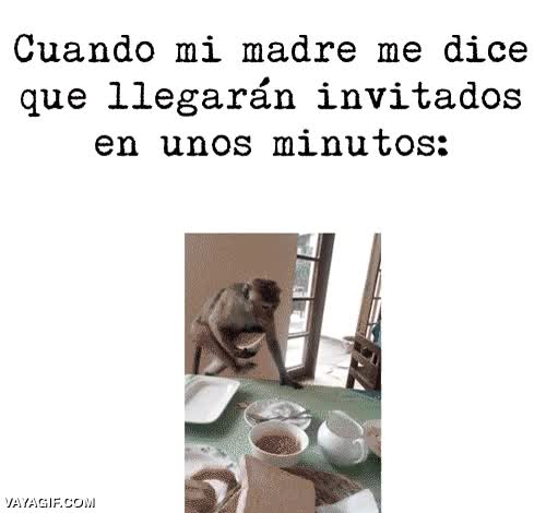 mono,robar,provisiones,comida