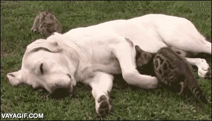 gato,perro,abrazo,dormirse