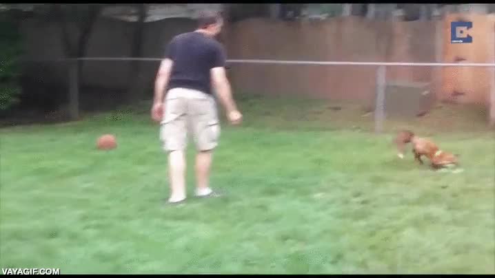 juego,zorro,frisbee,lanzar