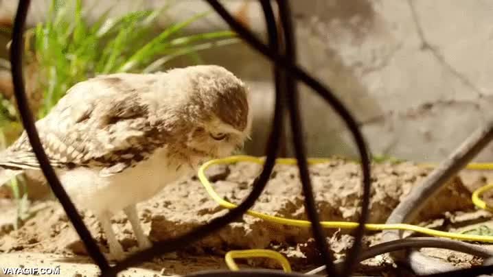 buho,lechuza,insecto,quieto ah&iacute;,donde vas,mirar,al reves,saltamontes