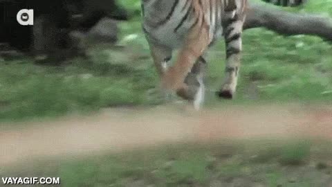 comida,tigre,carne,sangre,qu&eacute; mal rollo