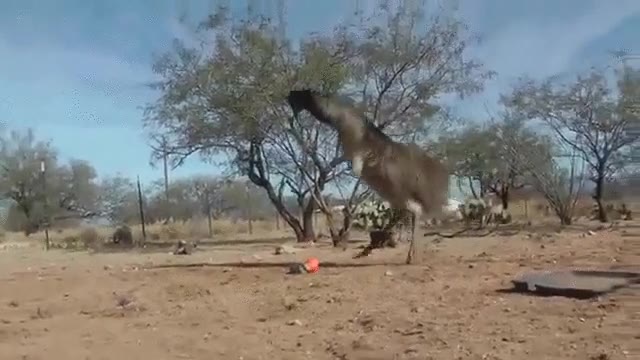 susto,salvaje,animal,avestruz