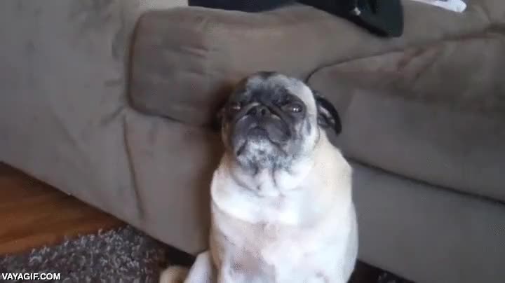 pilla-pilla,jugar,gato,sorpresa,debajo del sofa,carlino,pug,ni se ha dado cuenta