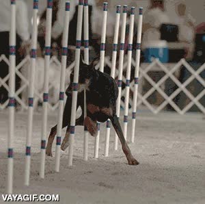 doberman,perro,circuito